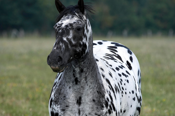 stunning black and white spotted appaloosa