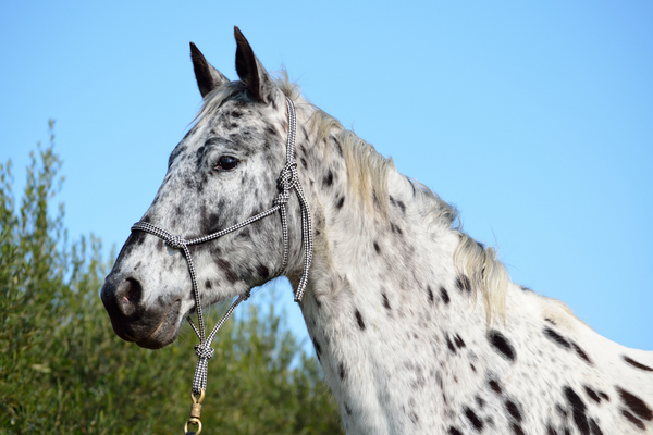 black and white spotted appaloosa horse