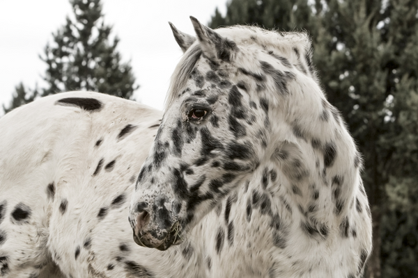 leopard print appaloosa