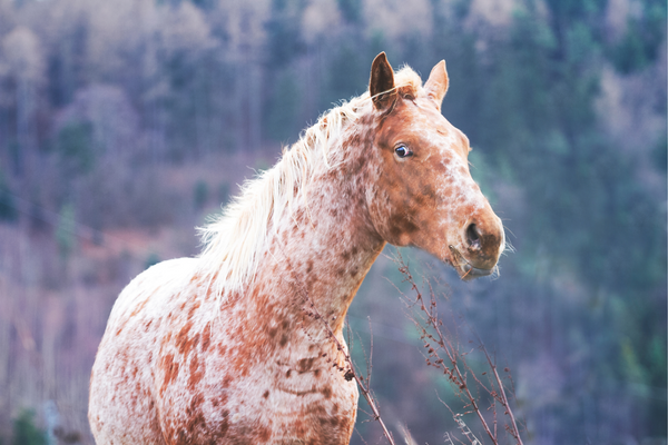 beautiful roan appaloosa