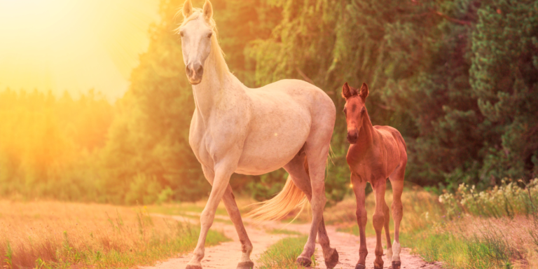 How Long is a Horse’s Gestation Period?￼