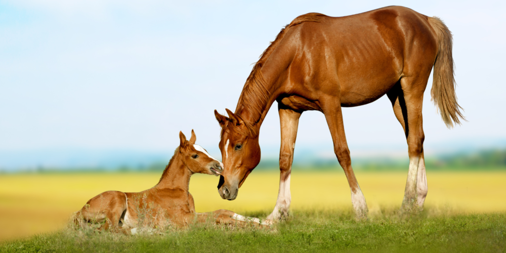how long is a horse's gestation period?