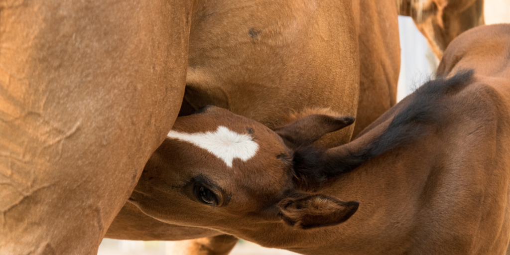 foal nursing from his mother