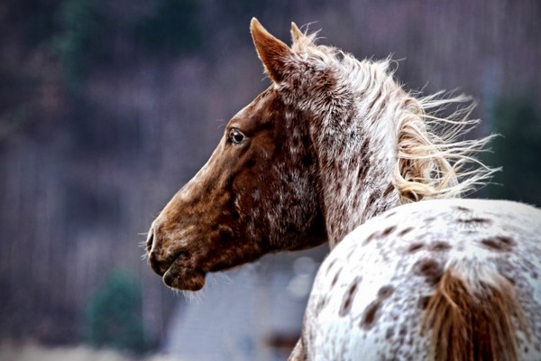 beautiful headshot of an appaloosa horse