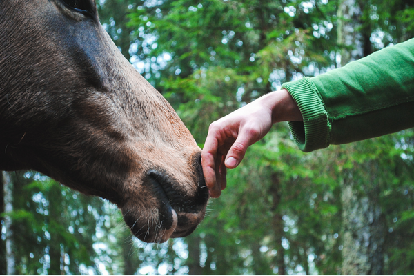 a horse sniffing a human hand
