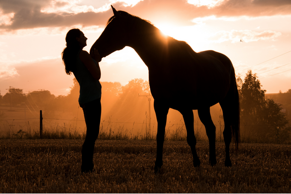8 Ways Horses Show Affection