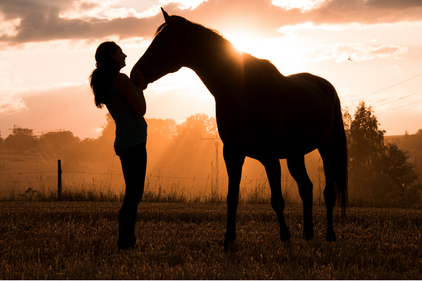 a horse showing affection to a human