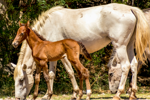 a mama and baby horse