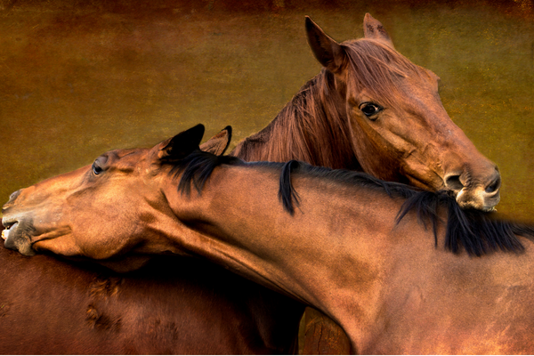 two horses grooming each other
