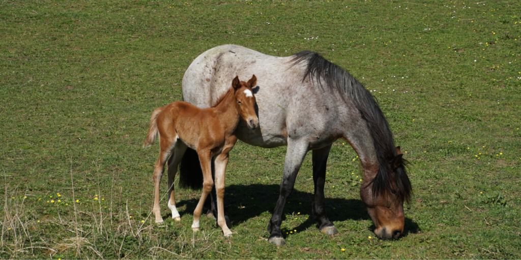 mare and foal