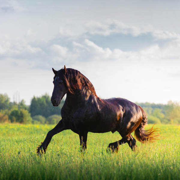 gorgeous Friesian horse trotting through a field