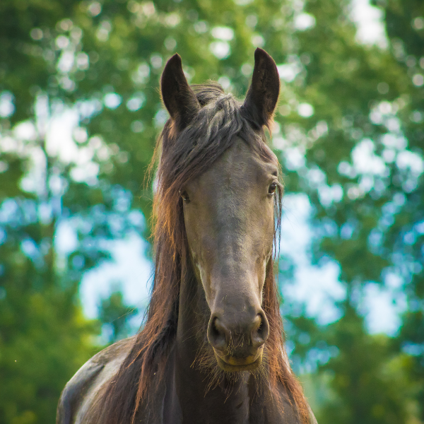 head shot of a Friesian horse