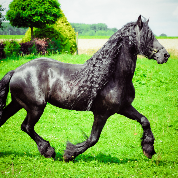 gorgeous friesian horse with long flowing mane