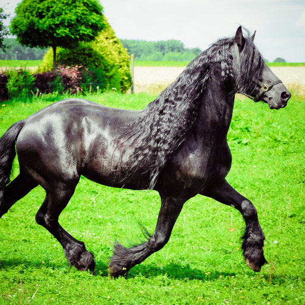 Breed Spotlight: Friesian Horse