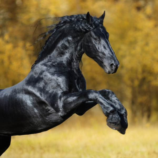 beautiful black Friesian horse rearing