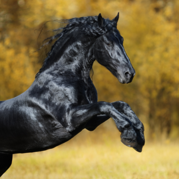 friesian horse rearing